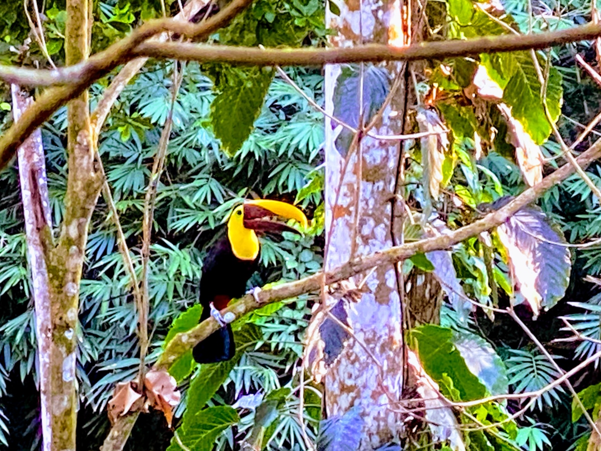 Toucan