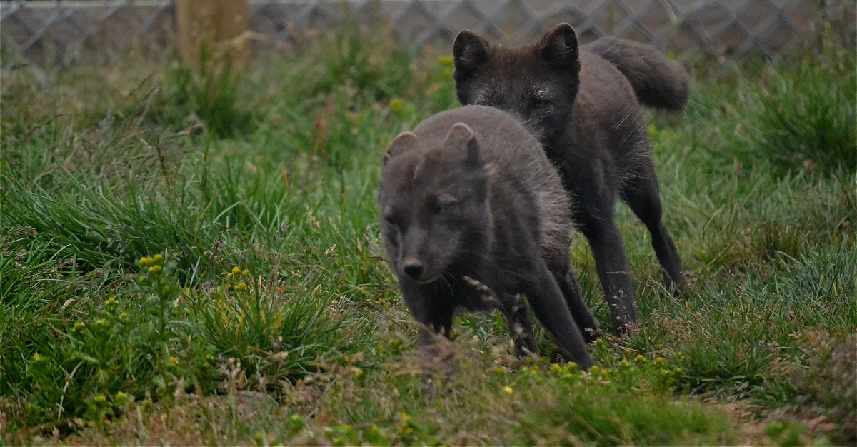 Artic Foxes