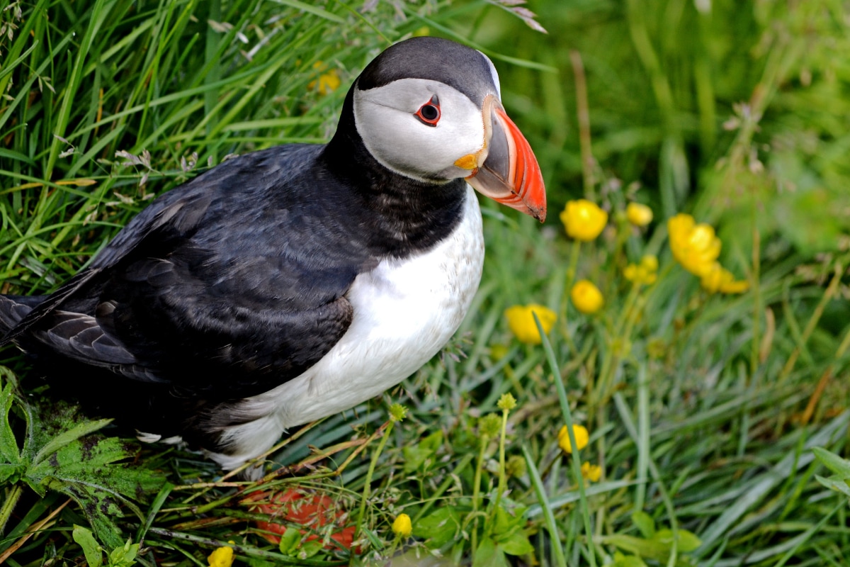 Puffin