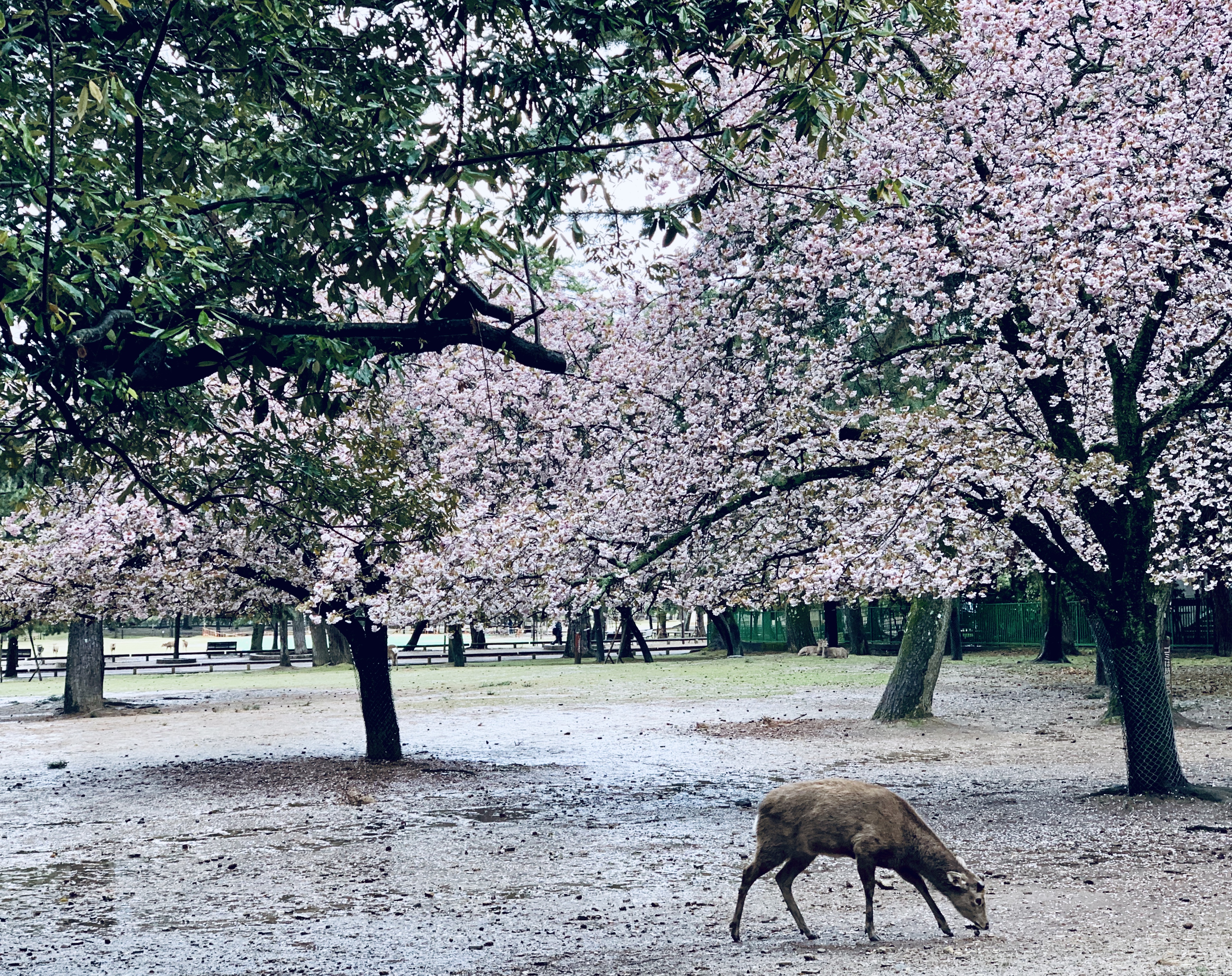 Nara Park